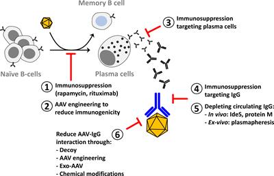 Overcoming the Challenges Imposed by Humoral Immunity to AAV Vectors to Achieve Safe and Efficient Gene Transfer in Seropositive Patients